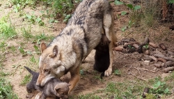 Evénement au zoo des Marécottes : Naissances chez les loups gris d’Europe 